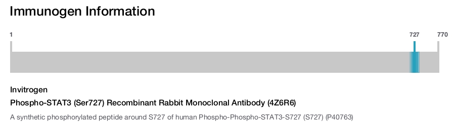 Phospho-STAT3 (Ser727) Recombinant Rabbit Monoclonal Antibody (4Z6R6)