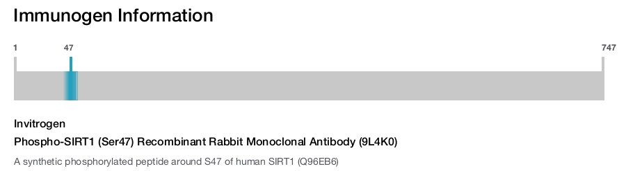 Phospho-SIRT1 (Ser47) Recombinant Rabbit Monoclonal Antibody (9L4K0)
