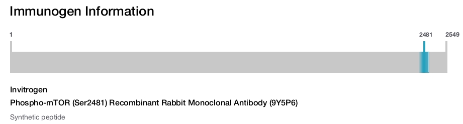 Phospho-mTOR (Ser2481) Recombinant Rabbit Monoclonal Antibody (9Y5P6)