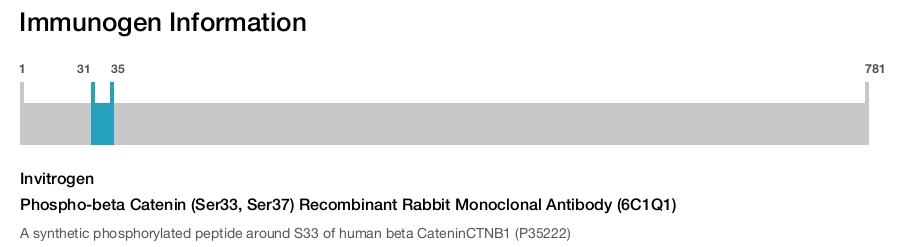 Phospho-beta Catenin (Ser33, Ser37) Recombinant Rabbit Monoclonal Antibody (6C1Q1)
