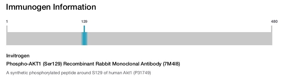 Phospho-AKT1 (Ser129) Recombinant Rabbit Monoclonal Antibody (7M4I8)