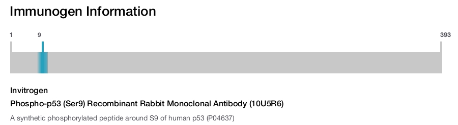 Phospho-p53 (Ser9) Recombinant Rabbit Monoclonal Antibody (10U5R6)