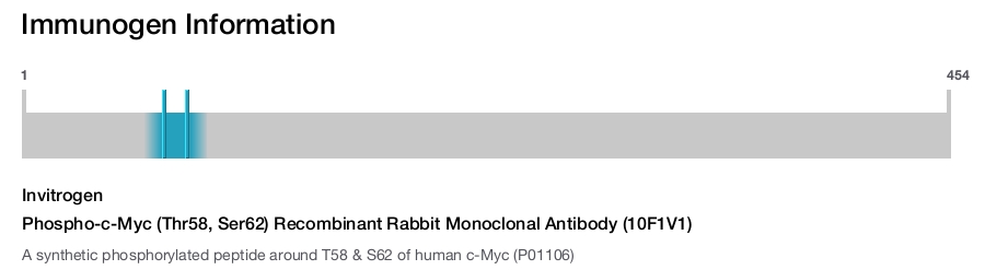 Phospho-c-Myc (Thr58, Ser62) Recombinant Rabbit Monoclonal Antibody (10F1V1)