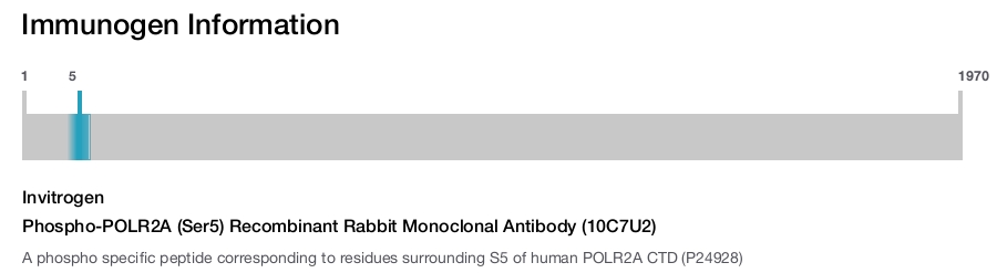 Phospho-POLR2A (Ser5) Recombinant Rabbit Monoclonal Antibody (10C7U2)