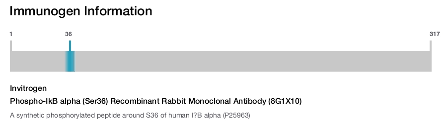 Phospho-IkB alpha (Ser36) Recombinant Rabbit Monoclonal Antibody (8G1X10)