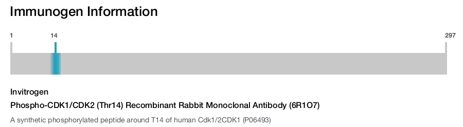 Phospho-CDK1/CDK2 (Thr14) Recombinant Rabbit Monoclonal Antibody (6R1O7)