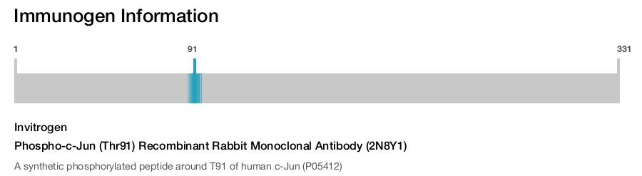 Phospho-c-Jun (Thr91) Recombinant Rabbit Monoclonal Antibody (2N8Y1)