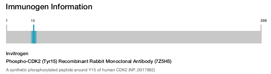 Phospho-CDK2 (Tyr15) Recombinant Rabbit Monoclonal Antibody (7Z5H5)