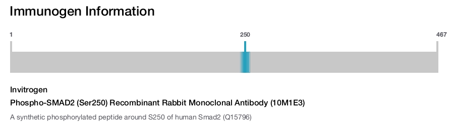 Phospho-SMAD2 (Ser250) Recombinant Rabbit Monoclonal Antibody (10M1E3)