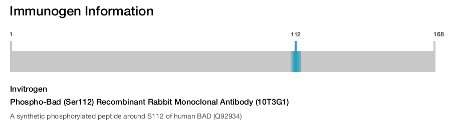 Phospho-Bad (Ser112) Recombinant Rabbit Monoclonal Antibody (10T3G1)