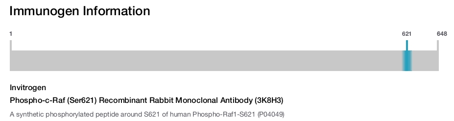 Phospho-c-Raf (Ser621) Recombinant Rabbit Monoclonal Antibody (3K8H3)