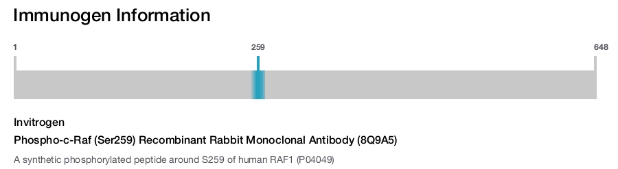 Phospho-c-Raf (Ser259) Recombinant Rabbit Monoclonal Antibody (8Q9A5)