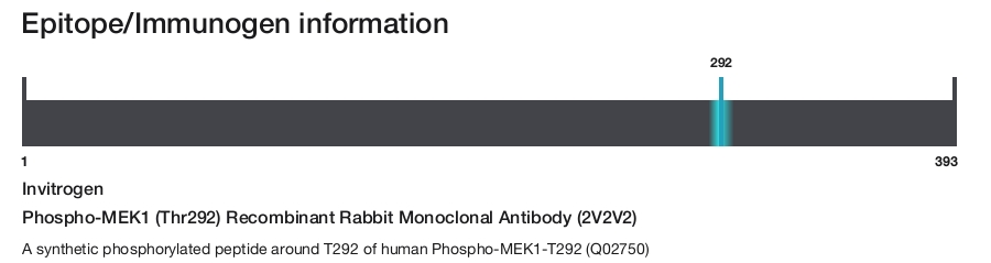Phospho-MEK1 (Thr292) Recombinant Rabbit Monoclonal Antibody (2V2V2)