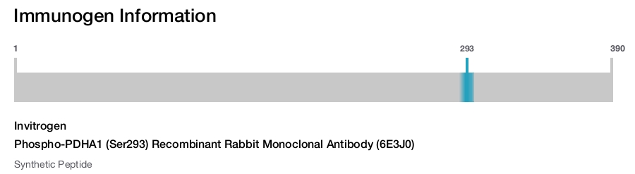 Phospho-PDHA1 (Ser293) Recombinant Rabbit Monoclonal Antibody (6E3J0)