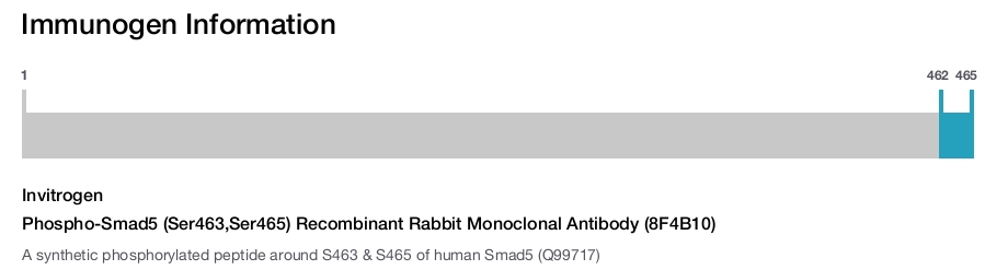 Phospho-Smad5 (Ser463,Ser465) Recombinant Rabbit Monoclonal Antibody (8F4B10)