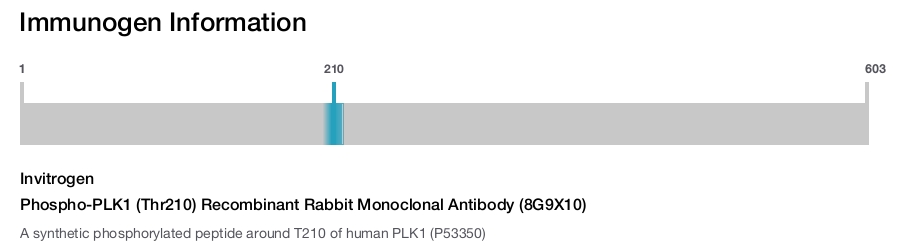 Phospho-PLK1 (Thr210) Recombinant Rabbit Monoclonal Antibody (8G9X10)