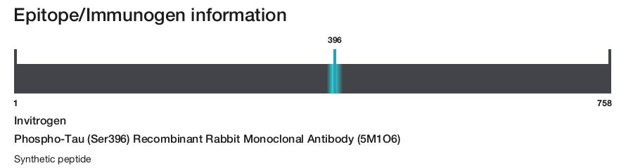 Phospho-Tau (Ser396) Recombinant Rabbit Monoclonal Antibody (5M1O6)