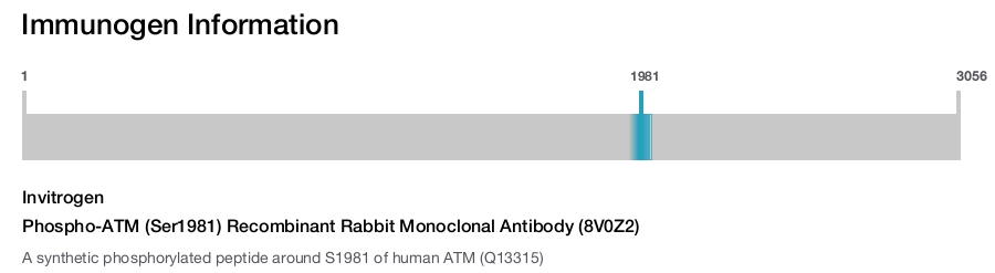 Phospho-ATM (Ser1981) Recombinant Rabbit Monoclonal Antibody (8V0Z2)