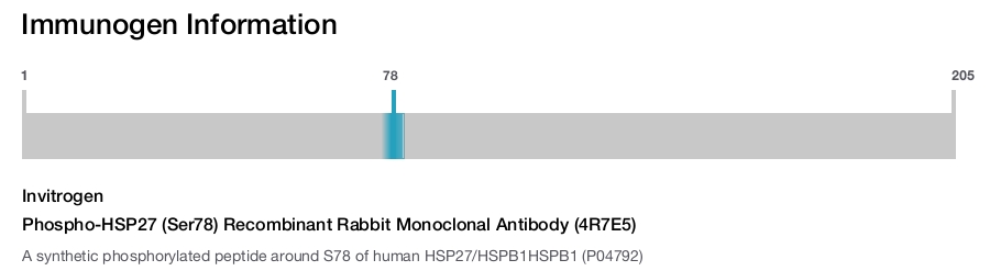 Phospho-HSP27 (Ser78) Recombinant Rabbit Monoclonal Antibody (4R7E5)