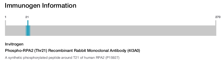 Phospho-RPA2 (Thr21) Recombinant Rabbit Monoclonal Antibody (4I3A0)