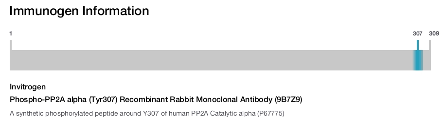 Phospho-PP2A alpha (Tyr307) Recombinant Rabbit Monoclonal Antibody (9B7Z9)