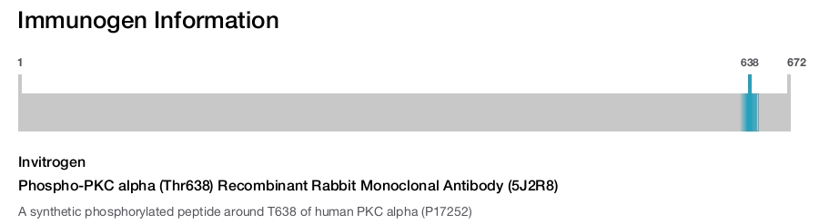 Phospho-PKC alpha (Thr638) Recombinant Rabbit Monoclonal Antibody (5J2R8)