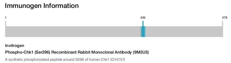 Phospho-Chk1 (Ser296) Recombinant Rabbit Monoclonal Antibody (9M2U3)