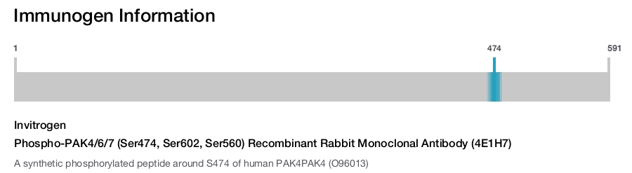 Phospho-PAK4/6/7 (Ser474, Ser602, Ser560) Recombinant Rabbit Monoclonal Antibody (4E1H7)