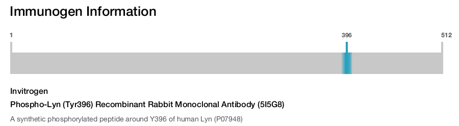 Phospho-Lyn (Tyr396) Recombinant Rabbit Monoclonal Antibody (5I5G8)