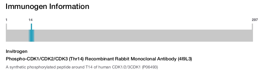 Phospho-CDK1/CDK2/CDK3 (Thr14) Recombinant Rabbit Monoclonal Antibody (4I9L3)