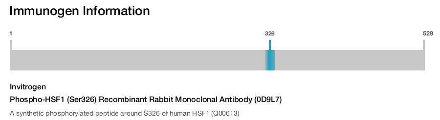 Phospho-HSF1 (Ser326) Recombinant Rabbit Monoclonal Antibody (0D9L7)