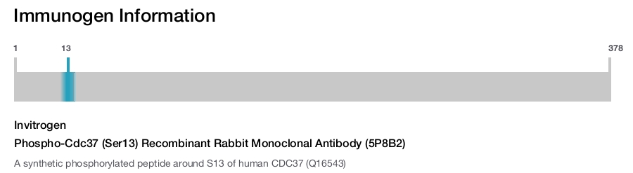 Phospho-Cdc37 (Ser13) Recombinant Rabbit Monoclonal Antibody (5P8B2)