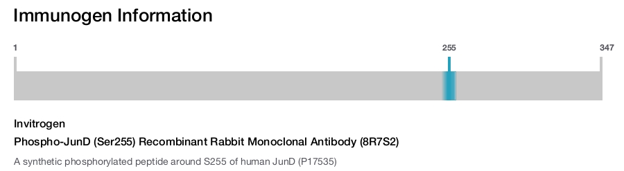 Phospho-JunD (Ser255) Recombinant Rabbit Monoclonal Antibody (8R7S2)