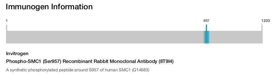 Phospho-SMC1 (Ser957) Recombinant Rabbit Monoclonal Antibody (8T9I4)