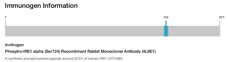 Phospho-IRE1 alpha (Ser724) Recombinant Rabbit Monoclonal Antibody (4L8E1)