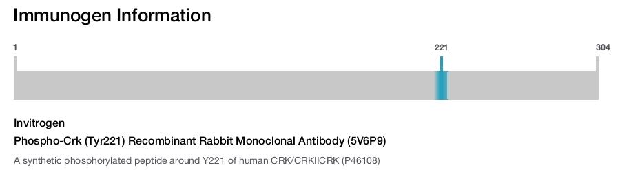 Phospho-Crk (Tyr221) Recombinant Rabbit Monoclonal Antibody (5V6P9)