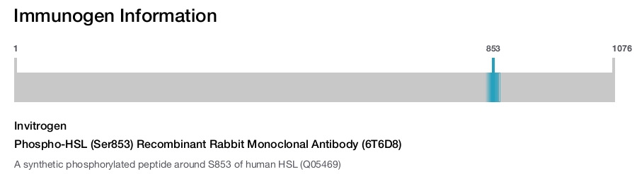 Phospho-HSL (Ser853) Recombinant Rabbit Monoclonal Antibody (6T6D8)