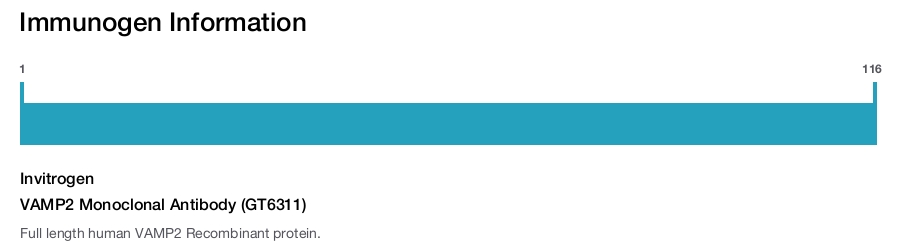 VAMP2 Monoclonal Antibody (GT6311)