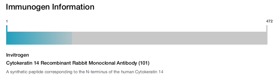 Cytokeratin 14 Recombinant Rabbit Monoclonal Antibody (101)