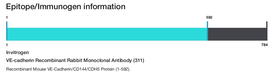 VE-cadherin Recombinant Rabbit Monoclonal Antibody (311)