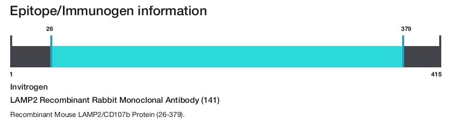 LAMP2 Recombinant Rabbit Monoclonal Antibody (141)