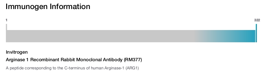 Arginase 1 Recombinant Rabbit Monoclonal Antibody (RM377)