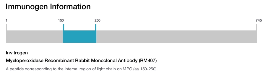 Myeloperoxidase Recombinant Rabbit Monoclonal Antibody (RM407)