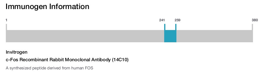 c-Fos Recombinant Rabbit Monoclonal Antibody (14C10)