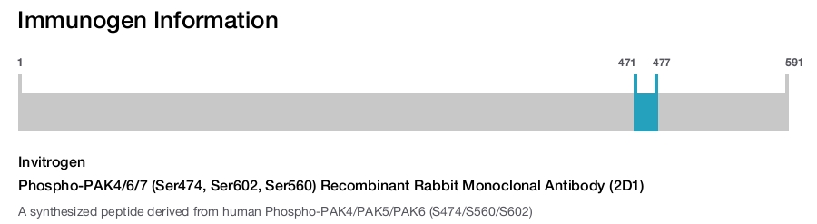 Phospho-PAK4/6/7 (Ser474, Ser602, Ser560) Recombinant Rabbit Monoclonal Antibody (2D1)