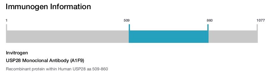 USP28 Monoclonal Antibody (A1F9)
