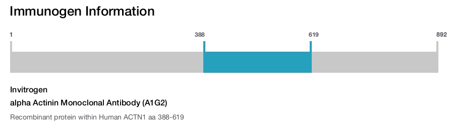 alpha Actinin Monoclonal Antibody (A1G2)