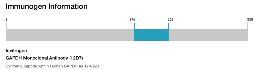 GAPDH Monoclonal Antibody (12D7)