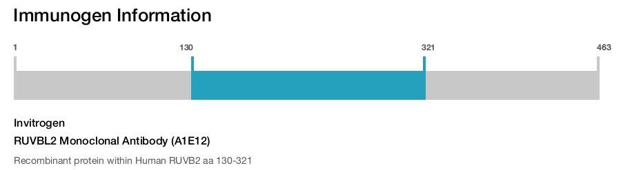 RUVBL2 Monoclonal Antibody (A1E12)