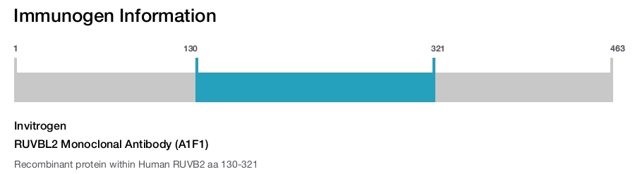 RUVBL2 Monoclonal Antibody (A1F1)